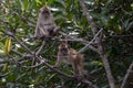 Long-tailed macaques, Langkawi, Malaysia Royalty Free Stock Photo