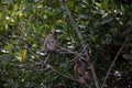 Long-tailed macaques, Langkawi, Malaysia Royalty Free Stock Photo