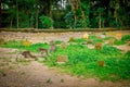 Long-tailed macaques Macaca fascicularis in The Ubud Monkey Forest Temple on Bali Indonesia