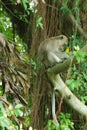 long-tailed macaques monkey Royalty Free Stock Photo