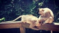 Long tailed macqaque monkeys grooming