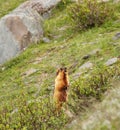 Long Tailed Marmot