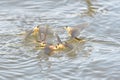 Long Tailed Mayfly on Water Surface