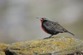 Long tailed meadow lark or Military starling, Sturnella loyca