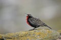 Long tailed meadow lark or Military starling, Sturnella loyca Royalty Free Stock Photo