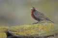 Long tailed meadow lark or Military starling, Sturnella loyca