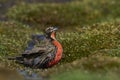 Long-tailed Meadowlark bathing in the Falkland Islands