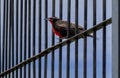 A Long tailed meadowlark bird standing on a fence