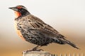 long-tailed meadowlark bird standing on a fence at sunset Royalty Free Stock Photo