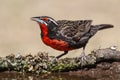 Long tailed Meadowlark, drinking in Pampas grassland environment, La Pampa Province, Patagonia, Royalty Free Stock Photo