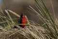 Long-tailed Meadowlark in the Falkland Islands