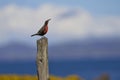 Long-tailed Meadowlark in the Falkland Islands