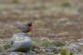 Long-tailed Meadowlark in the Falkland Islands Royalty Free Stock Photo