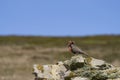 Long-tailed Meadowlark in the Falkland Islands