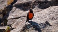 Long-tailed meadowlark in a forest