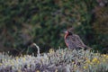 Long-tailed meadowlark Leistes loyca on the ground.