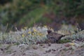 Long-tailed meadowlark Leistes loyca on the ground.