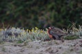 Long-tailed meadowlark Leistes loyca on the ground.