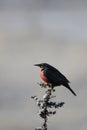 Long-tailed meadowlark perched on a branch. Leistes loyca.