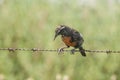 Long tailed meadowlark, perched on a fence, Royalty Free Stock Photo