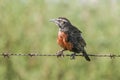 Long tailed meadowlark, perched on a fence, Royalty Free Stock Photo