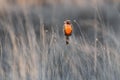 Long tailed Meadowlark, perched in Pampas grassland environment, La Pampa Province, Royalty Free Stock Photo
