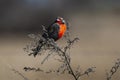 Long tailed Meadowlark, perched in Pampas grassland environment, La Pampa Province, Royalty Free Stock Photo