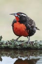 Long tailed Meadowlark, perched in Pampas grassland environment, La Pampa Province, Patagonia, Royalty Free Stock Photo