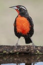 Long tailed Meadowlark, perched in Pampas grassland environment, La Pampa Province, Patagonia, Royalty Free Stock Photo