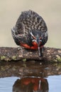 Long tailed Meadowlark, perched in Pampas grassland environment, a, Argentina Royalty Free Stock Photo