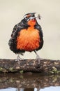 Long tailed Meadowlark, perched in Pampas grassland environment, La Pampa Province, Patagonia, Royalty Free Stock Photo