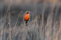 Long tailed Meadowlark, perched in Pampas grassland environment, La Pampa Province, Royalty Free Stock Photo