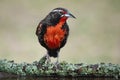 Long tailed Meadowlark, perched in Pampas grassland environment, La Pampa Province, Royalty Free Stock Photo