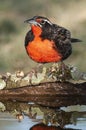 Long tailed Meadowlark, perched in Pampas grassland environment, La Pampa Province, Patagonia, Royalty Free Stock Photo