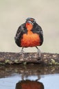 Long tailed Meadowlark, perched in Pampas grassland environment, La Pampa Province, Patagonia, Royalty Free Stock Photo