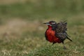 Long-tailed Meadowlark bathing in the Falkland Islands