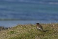 Long-tailed Meadowlark on the Falkland Islands Royalty Free Stock Photo