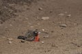 Long-tailed Meadowlark in the Falkland Islands