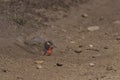 Long-tailed Meadowlark in the Falkland Islands