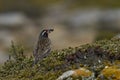 Long-tailed Meadowlark in the Falkland Islands