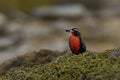 Long-tailed Meadowlark in the Falkland Islands