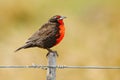 Long-tailed Meadowlark, Sturnella loyca falklandica, Saunders Island, Falkland Islands. Red and brown song bird sitting on the bra