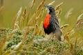 Long-tailed Meadowlark, Sturnella loyca falklandica, Saunders Island, Falkland Islands. Wildlife scene from nature. Red bird in t Royalty Free Stock Photo