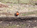 Long-tailed Meadowlark, Sturnella loyca falklandica, Sounders Island, Falkland Islands-Malvinas Royalty Free Stock Photo