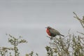 Long-tailed Meadowlark, Sturnella loyca, from Patagonia, Argentina Royalty Free Stock Photo