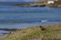 Long-tailed Meadowlark (Sturnella loyca falklandica) Royalty Free Stock Photo