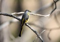 Long tailed minivet Royalty Free Stock Photo