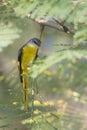 Long-tailed minivet bird in Nepal Royalty Free Stock Photo