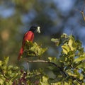 Long-tailed minivet in Nepal Royalty Free Stock Photo
