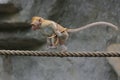 A long tailed monkey is walking on a stretch of rope.